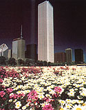 Growing Wildflowers in Urban Settings
